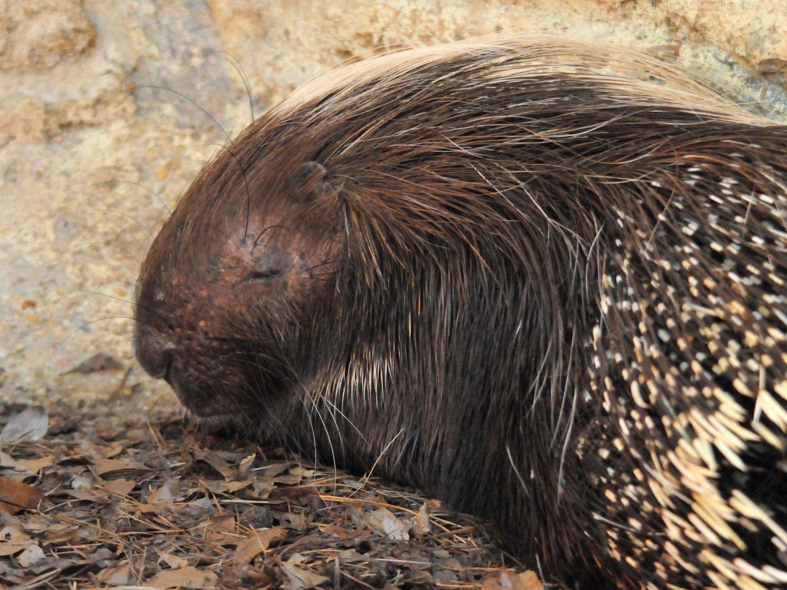 1600x1200 Kamal Shah: African porcupine HD Wallpaper, Desktop