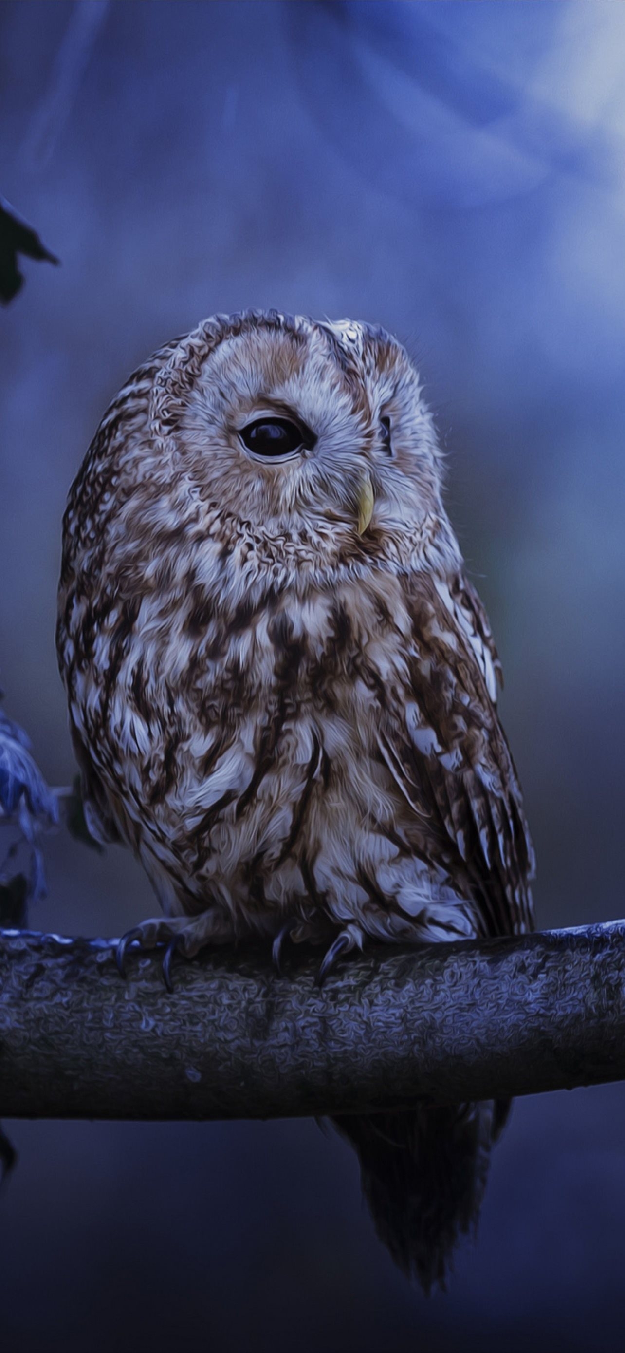 1290x2780 Best Owl iPhone HD Wallpaper, Phone