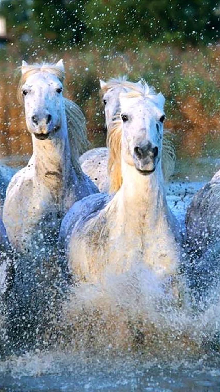 750x1340 Camargue Horses Running Water Splashing iPhone 8 Wallpaper Free Download, Phone