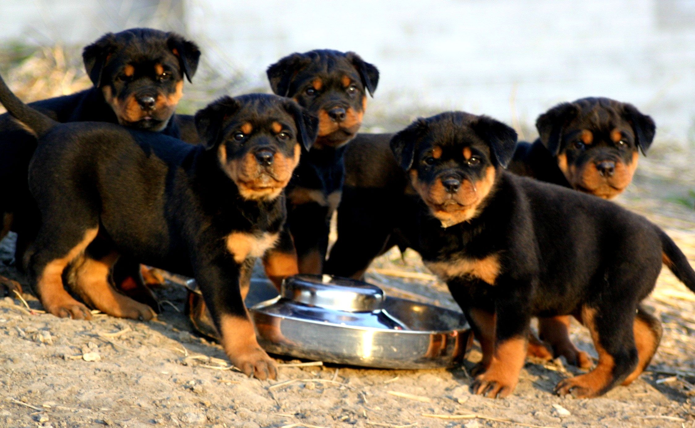 2250x1390 Rottweiler Puppies Wallpaper Puppies HD Wallpaper, Desktop