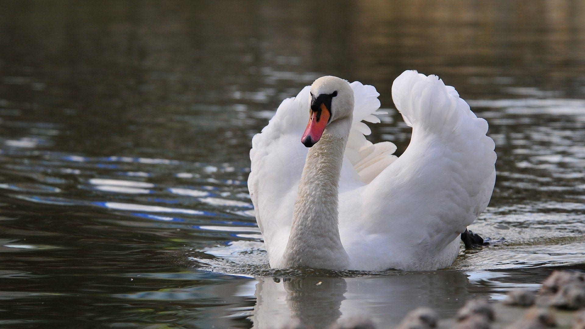 1920x1080 beautiful swan wallpaper. Beautiful white swan wallpaper, Desktop