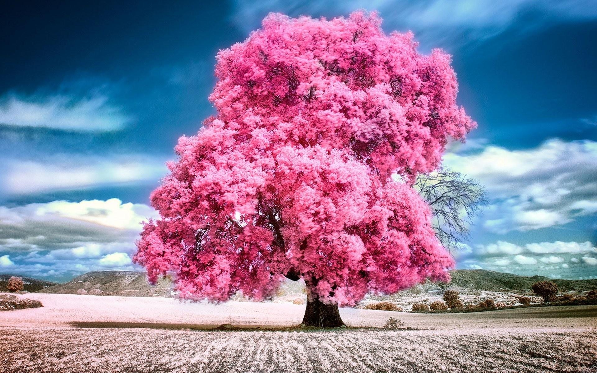 1920x1200 Pink Trees Wallpaper, Desktop