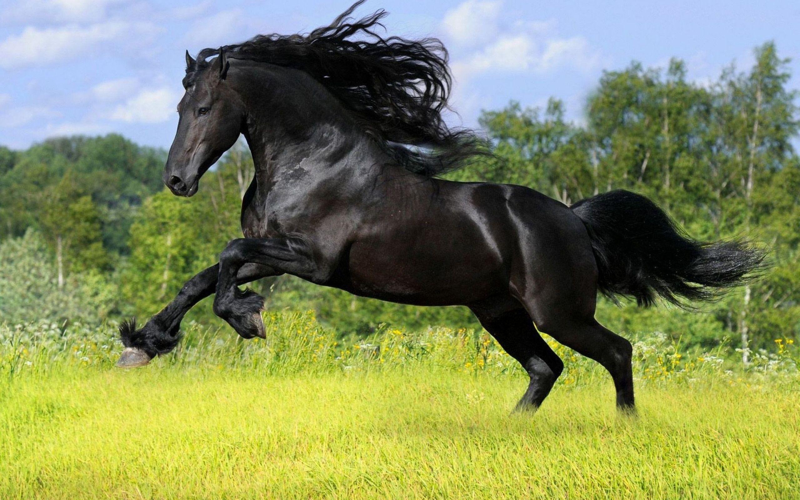 2560x1600 black wild horse wallpaper, Desktop