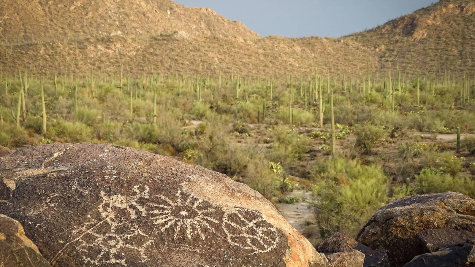 1600x900 What Happens When the Saguaros Disappear? · National Parks, Desktop