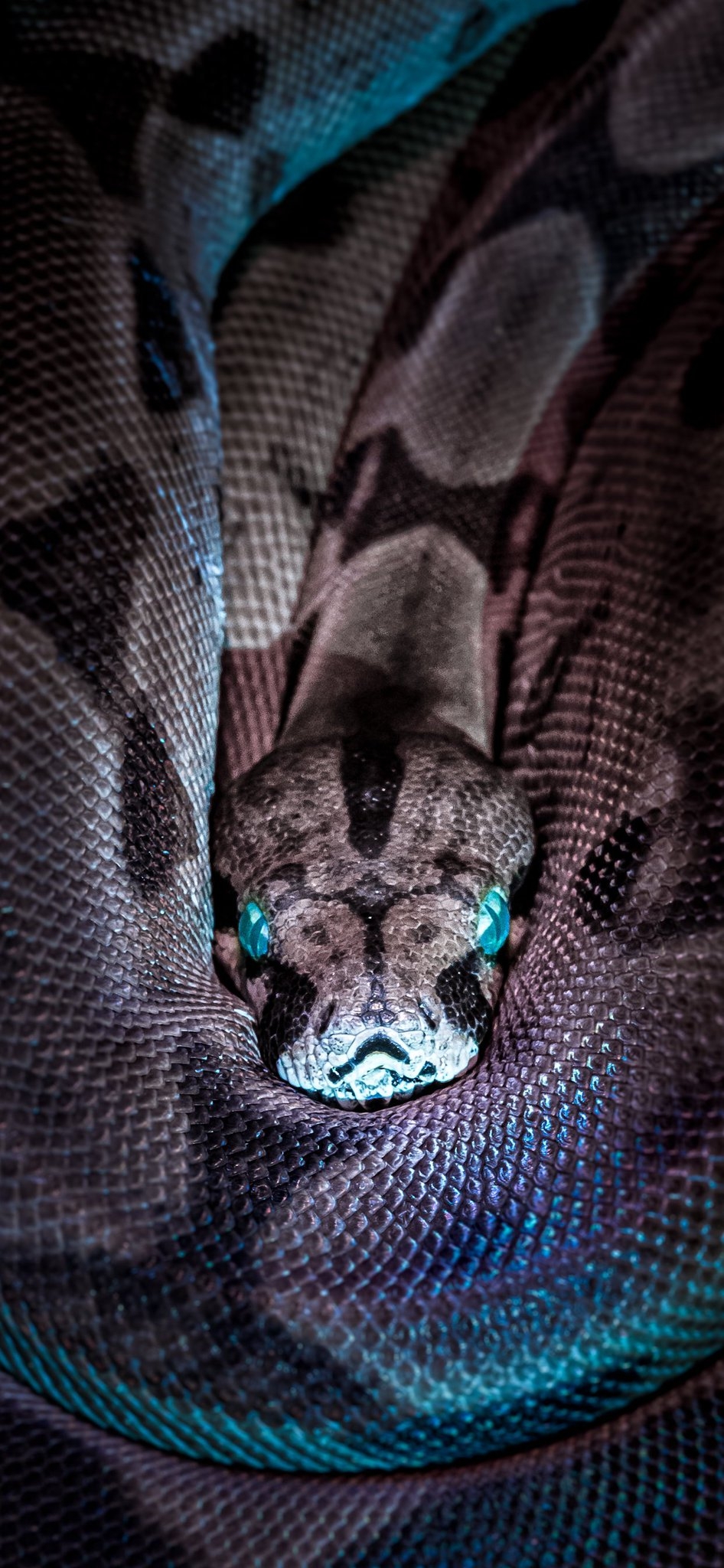 950x2050 3Wallpaper for iPhone Wallpaper Snakes in HD ==>, Phone