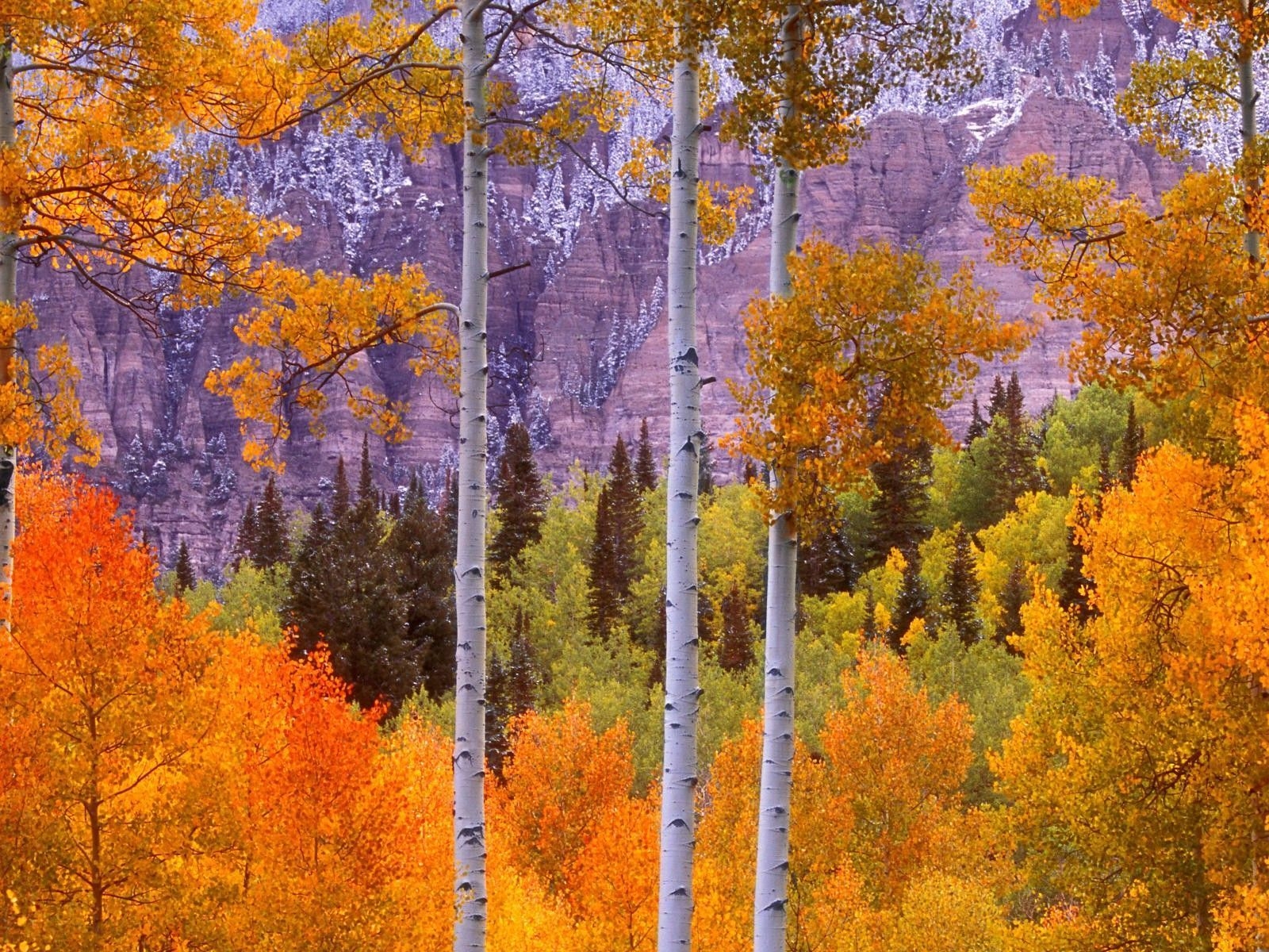 1600x1200 General. Colorado fall, Aspen trees, Tree nature wallpaper, Desktop