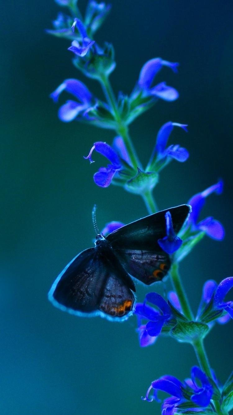 750x1340 Butterfly Blue Flowers iPhone iPhone 6S, iPhone 7 HD 4k Wallpaper, Image, Background, Photo and Picture, Phone