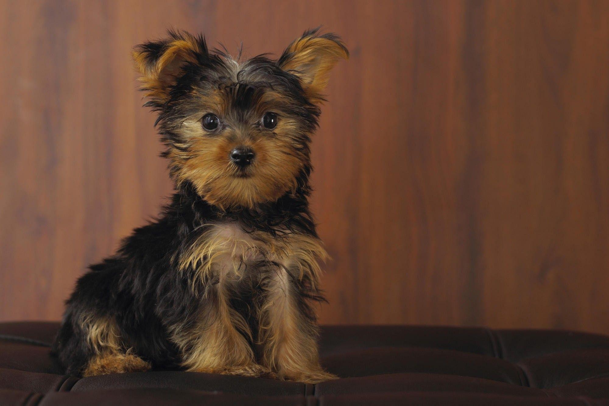 2000x1340 HD Yorkshire Terrier Dog Wallpaper, Desktop