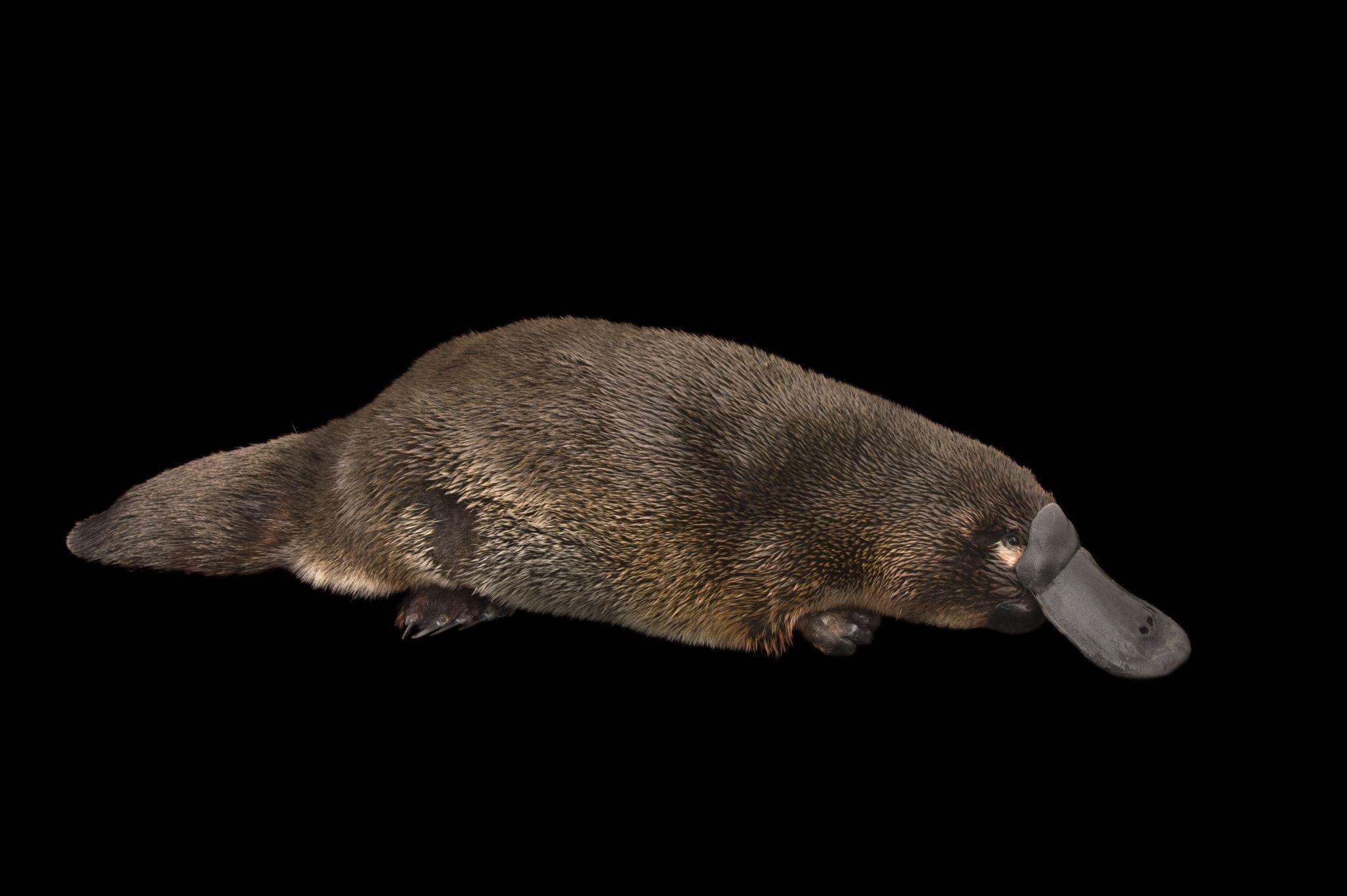 2050x1370 Platypus wallpaper, Animal, HQ Platypus pictureK Wallpaper, Desktop