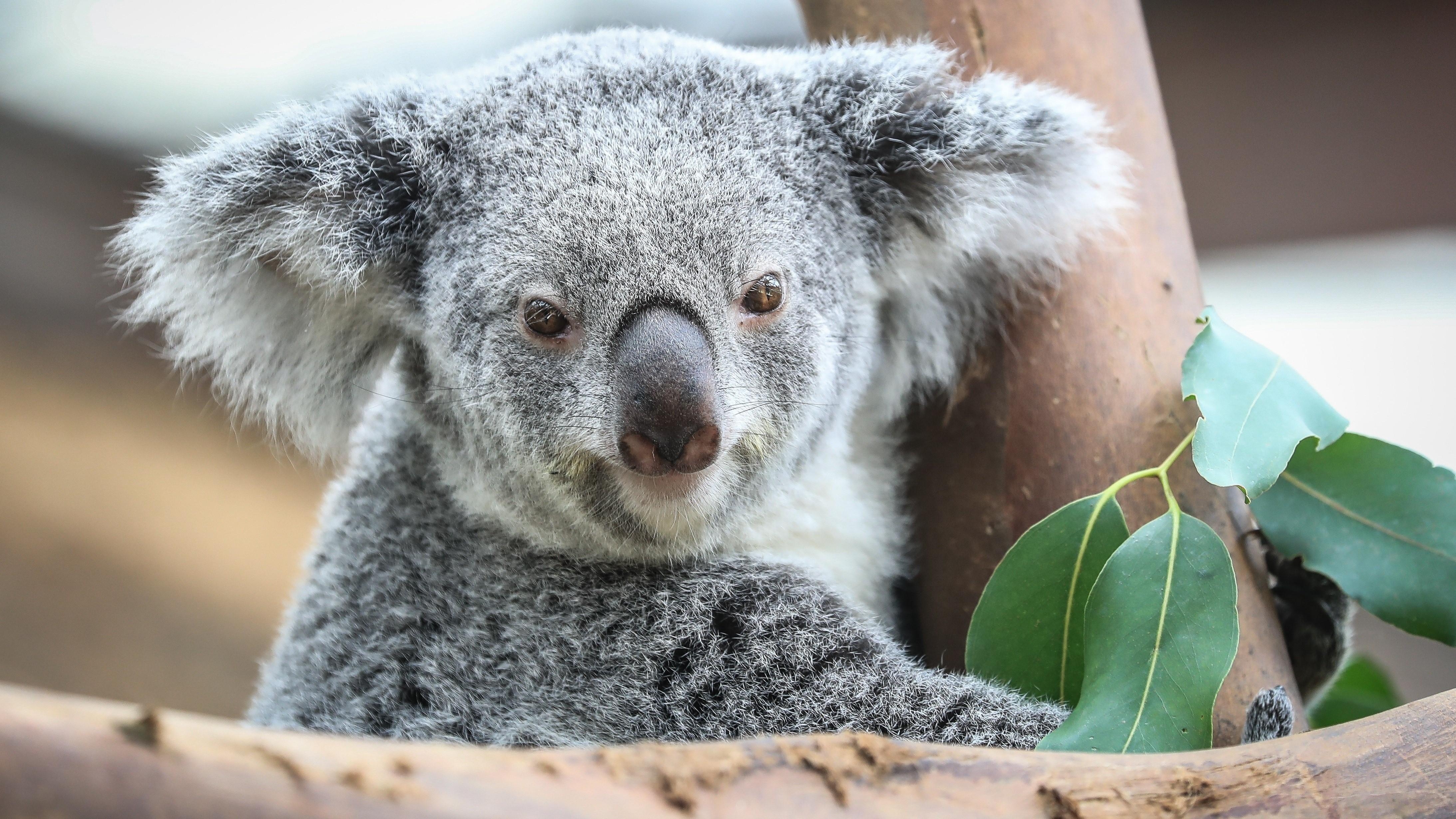 4380x2460 Koala, HD Wallpaper & background Download, Desktop