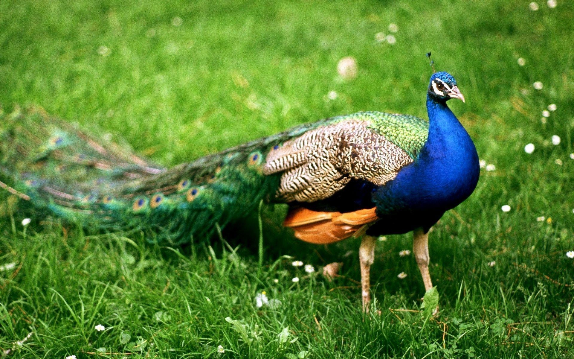 1920x1200 Most Downloaded Peacock Wallpaper Full HD, Desktop