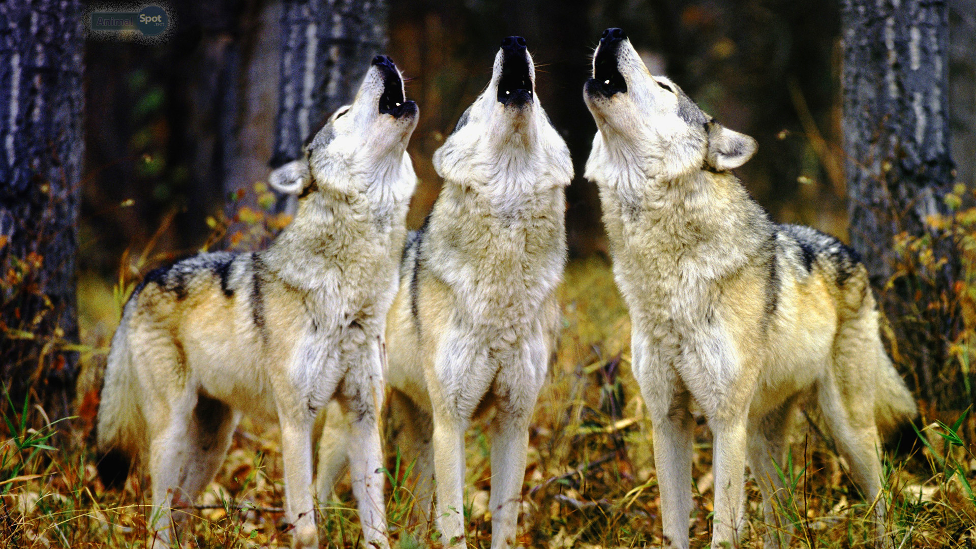 1920x1080 Wolf Pack HD Live Wallpaper Nice Wolfpack Wallpaper Wallpaper HD, Desktop