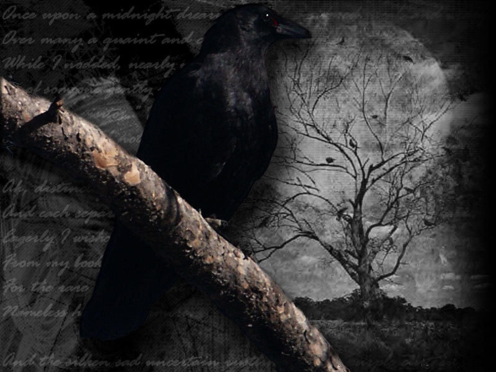 1600x1200 raven bird night moon wallpaper, Desktop