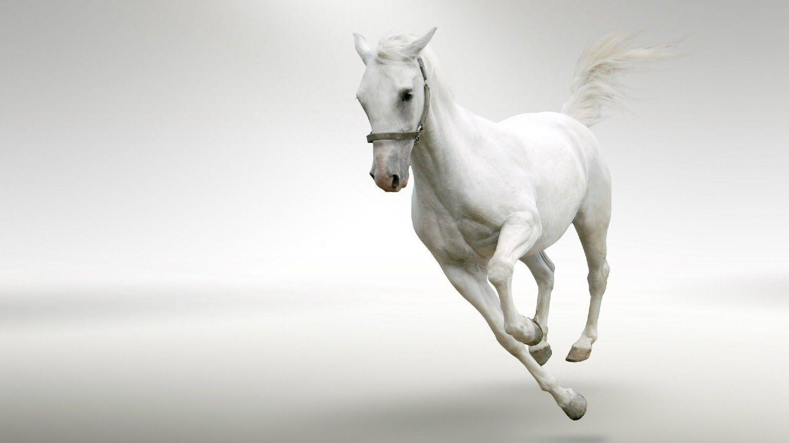 1600x900 Running White Horse In Snow wallpaper Wallpaper Pic, Desktop