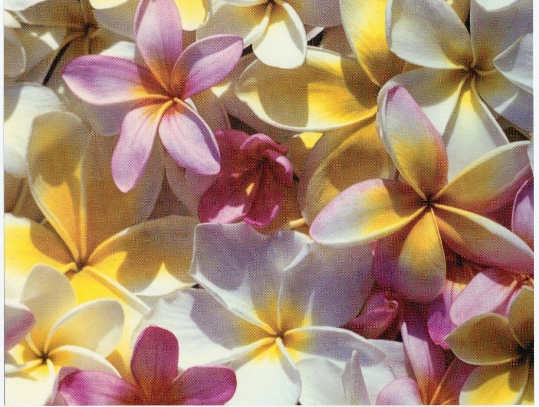 1050x800 Flower: Vanuatu Flowers Frangipani Tropical Island Picture, Desktop