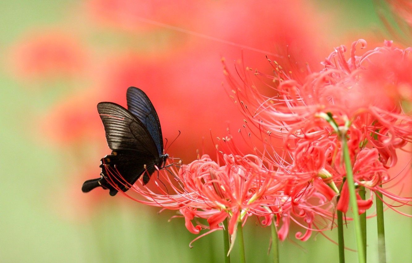 1340x850 Wallpaper macro, flowers, butterfly, Lily, blur, red, black, Desktop