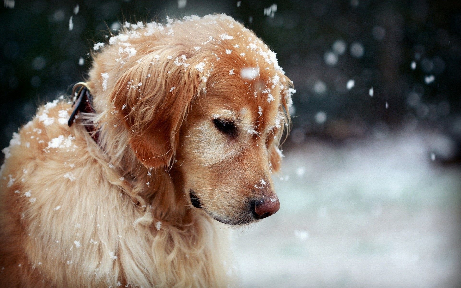 1920x1200 Snow Cute Dogs Wallpaper Free Snow Cute Dogs Background, Desktop