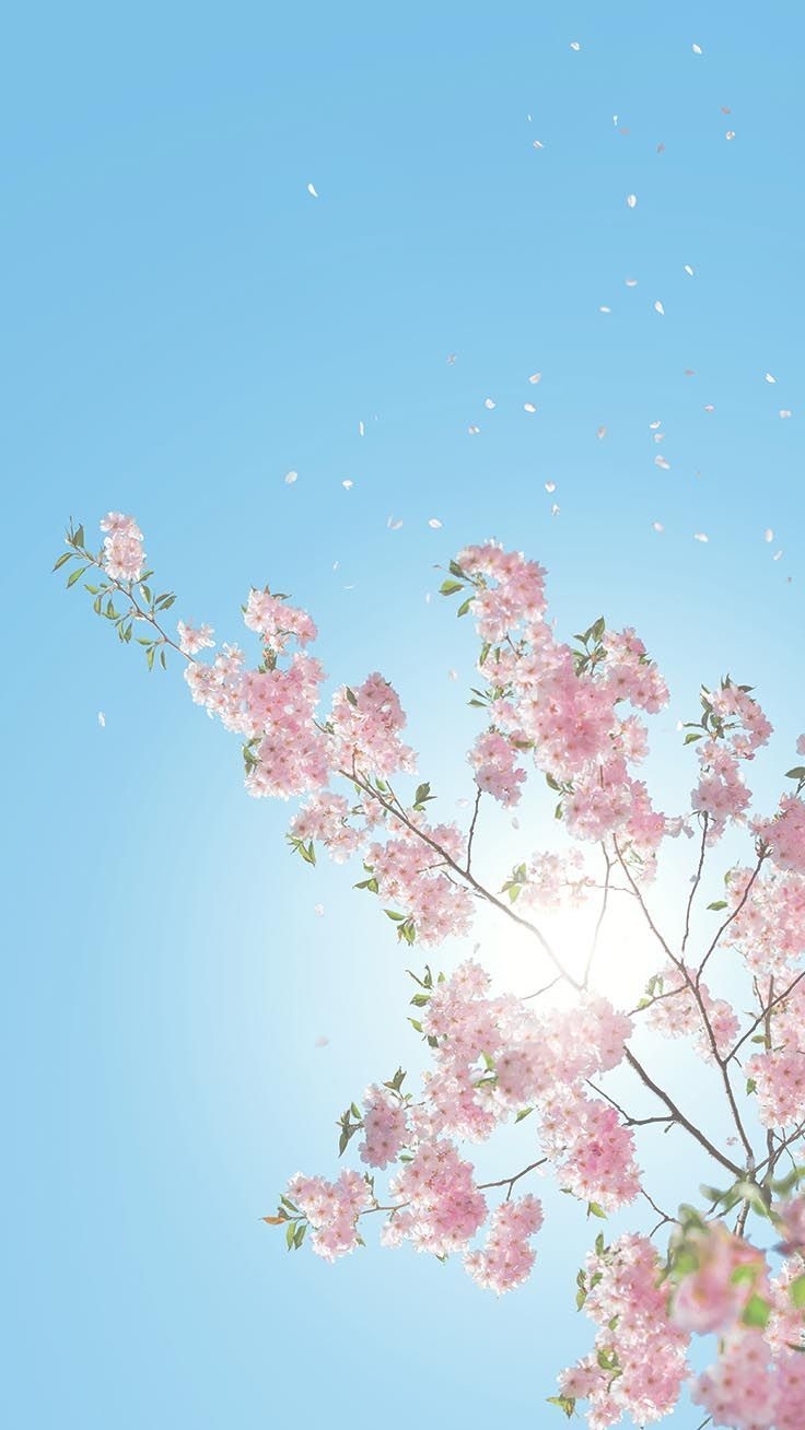 740x1310 Gorgeous Spring Blossom iPhone Wallpaper. Preppy Wallpaper. Cherry blossom wallpaper, iPhone wallpaper preppy, Preppy wallpaper, Phone