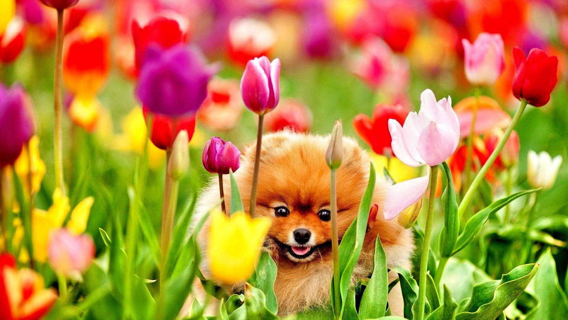 1920x1080 Spring Dog Wallpaper Free Spring Dog Background, Desktop