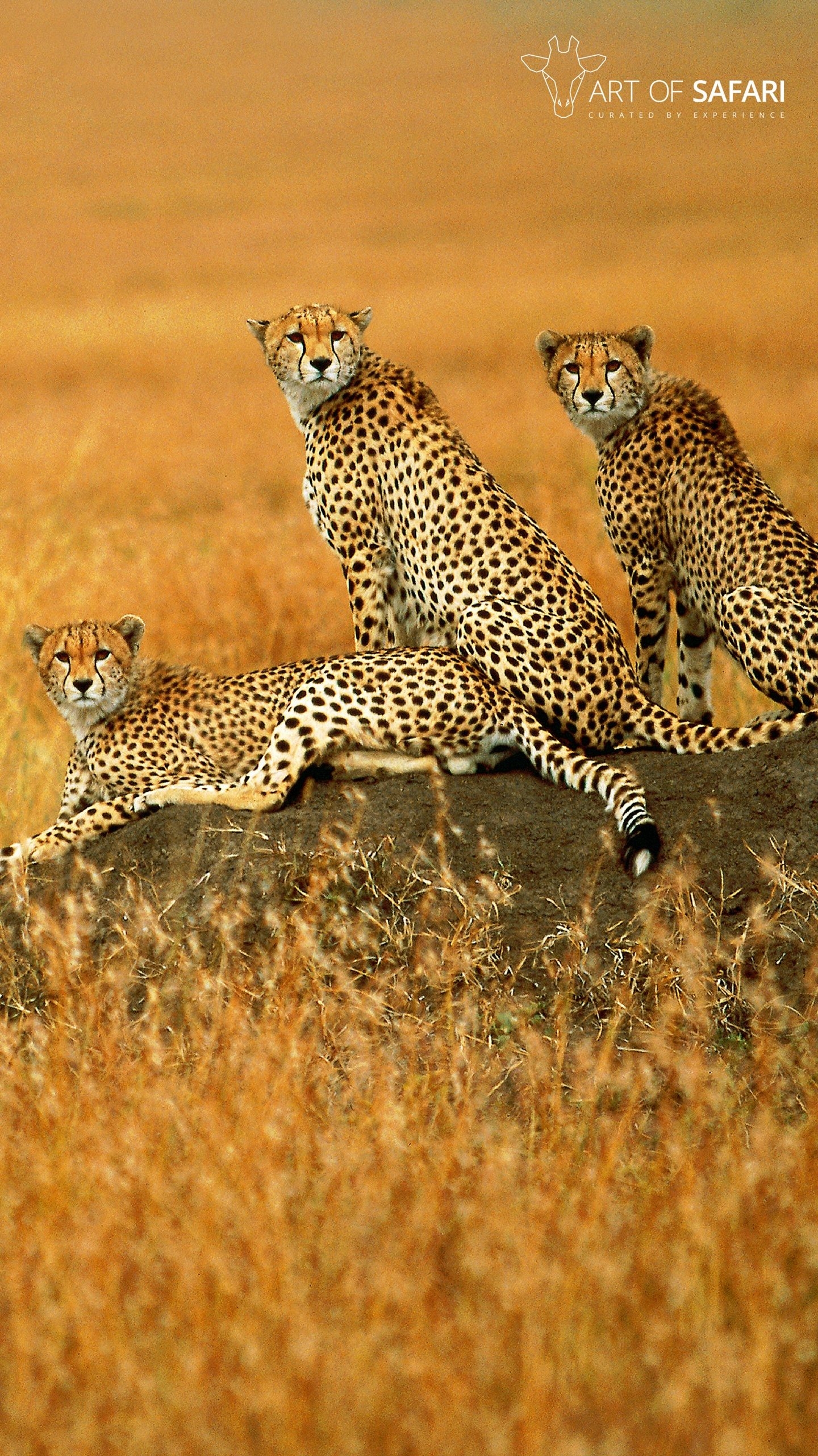 1440x2560 Wallpaper. A Coalition Of Cheetah Resting On A Rock. Art Of Safari, Phone