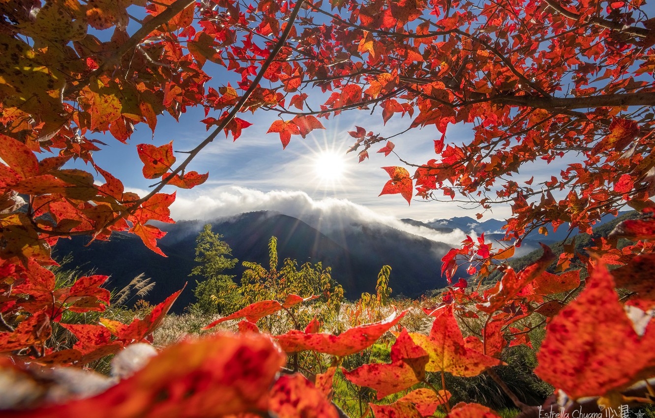 1340x850 Wallpaper autumn, leaves, mountains, branches, Taiwan, Taiwan, Taichung, Taichung, Ферма У-Лин, Wuling Farm image for desktop, section пейзажи, Desktop