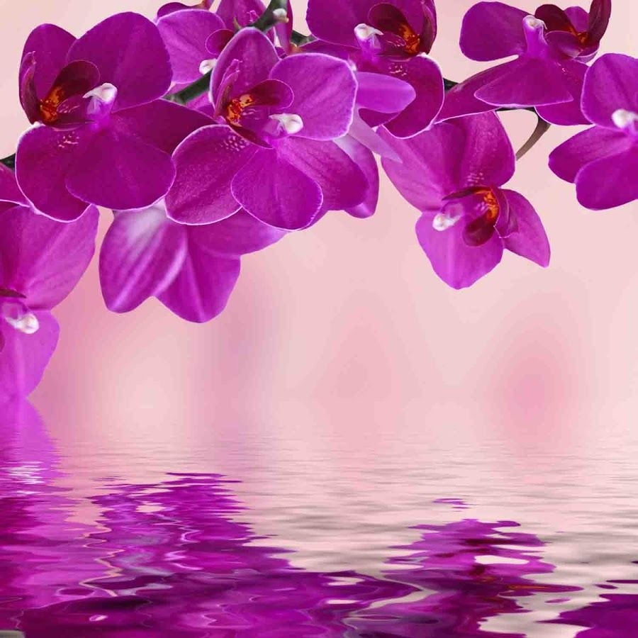 900x900 Pink Orchid Wallpaper, Phone