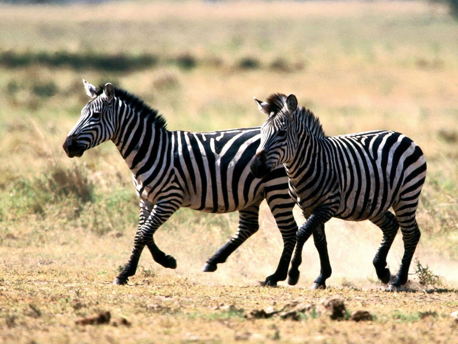 1600x1200 Wallpaper Zebra, Desktop