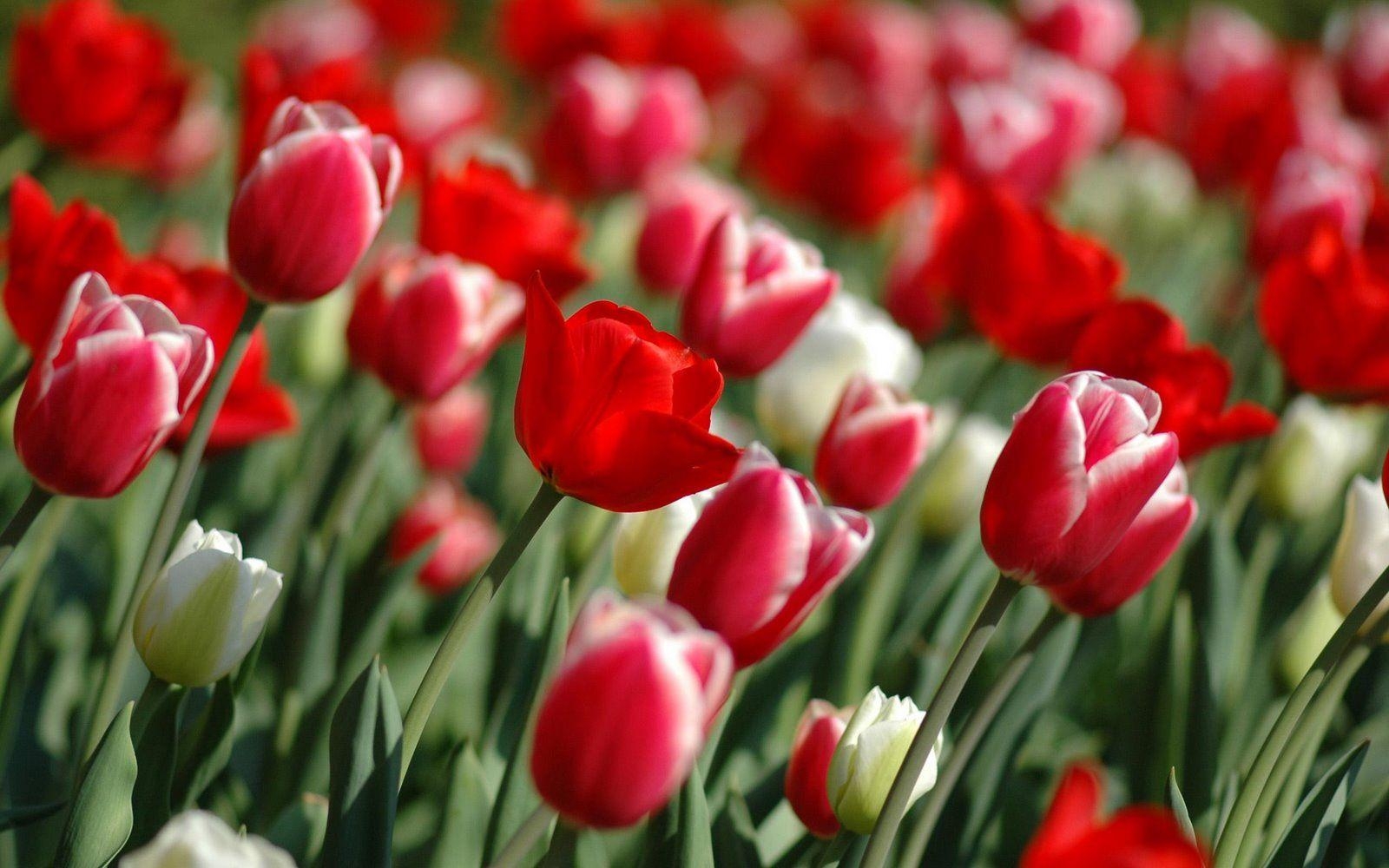 1600x1000 Tulip Flower HD Wallpaper, Desktop