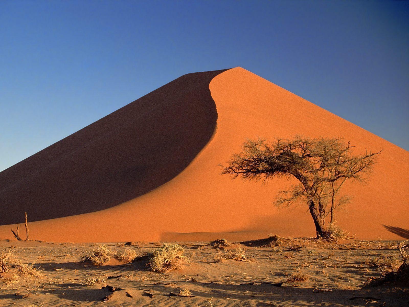 1600x1200 Sand Dunes and Acacia Tree Namib Desert Namibia, Desktop