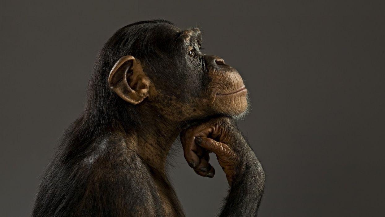 1250x700 Monkey chimpanzee think wallpaperx1080, Desktop