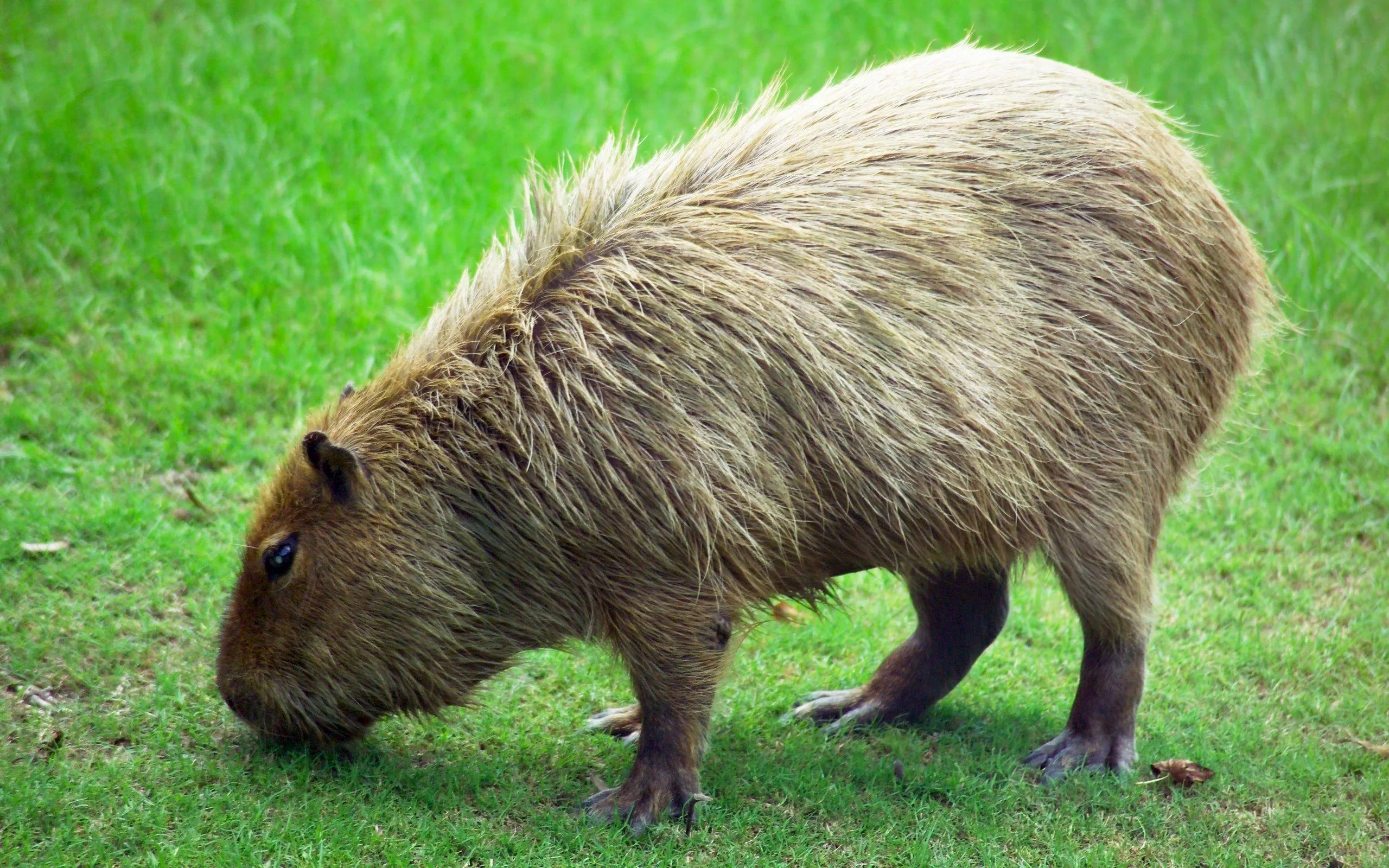 2560x1600 Capybara HD Wallpaper free, Desktop