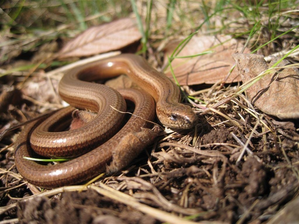 1030x770 Slow Worm lizard. Animals, Worms, Reptiles, Desktop