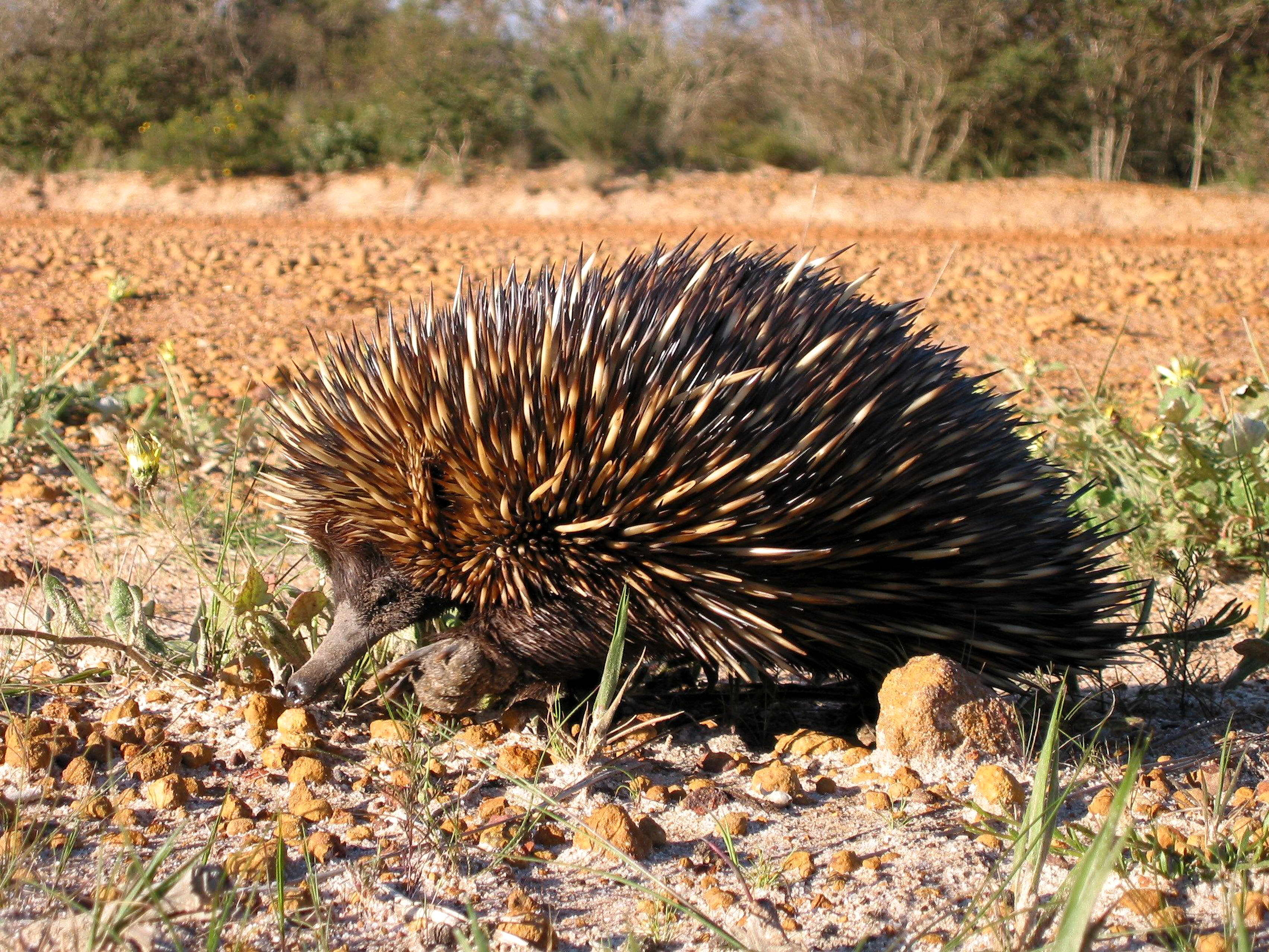 3410x2560 Free picture: echidna, spiny, anteater, animal, Desktop