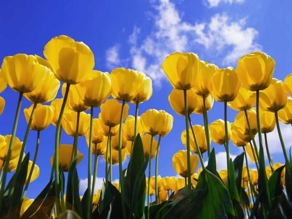 1030x770 Yellow Tulips wallpaper Wallpaper Wallpaper 16298, Desktop