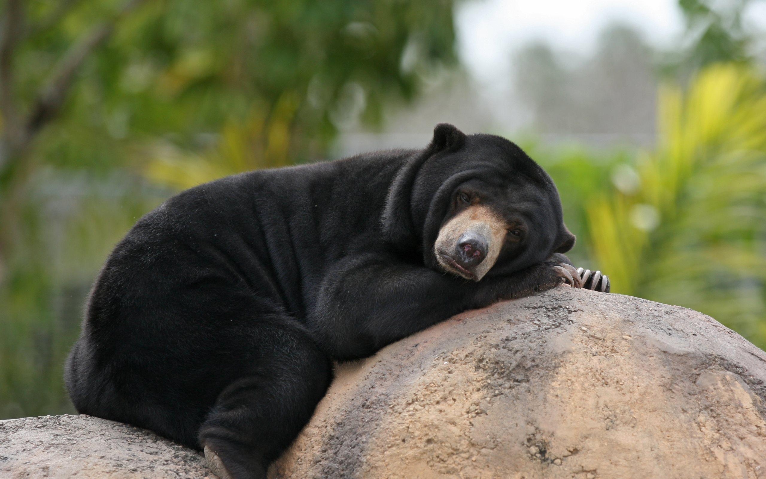 2560x1600 Download wallpaper Malayan Sun Bears, bear, lazy bear, Desktop