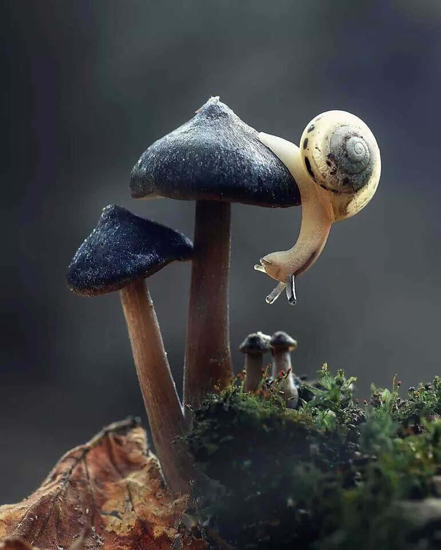 1550x1920 Download “Experience Nature on the Go with the Mushroom Phone” Wallpaper, Phone