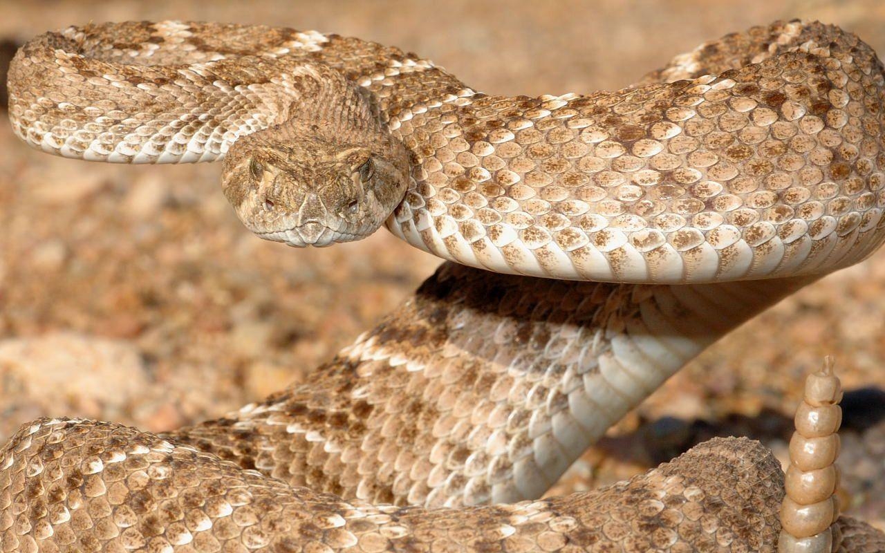 1280x800 rattlesnake desktop wallpaper.net, Desktop