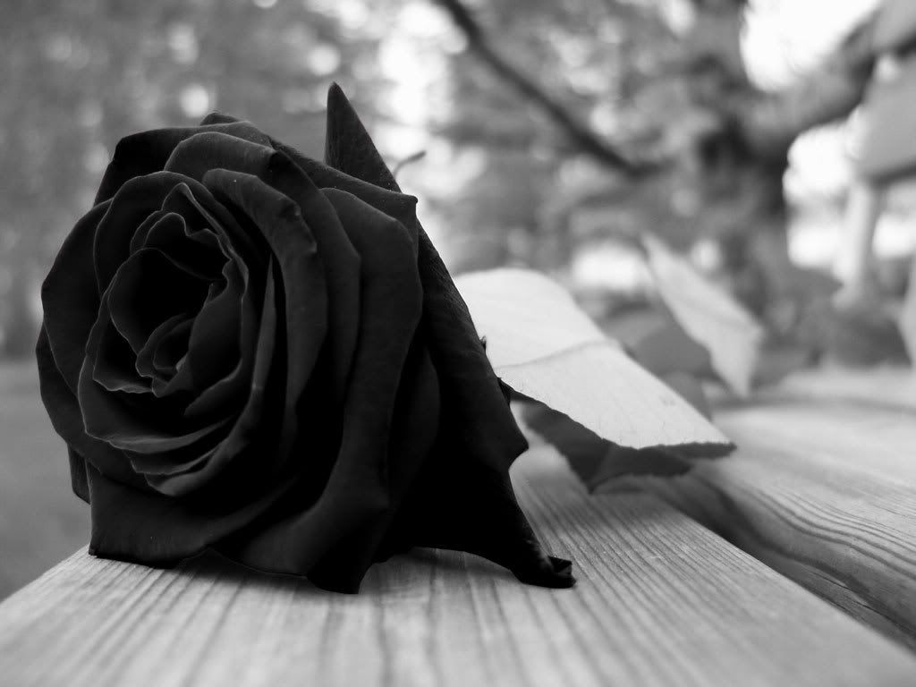 1030x770 Black Rose Wallpaper High Definition Rose, HD Wallpaper, Desktop