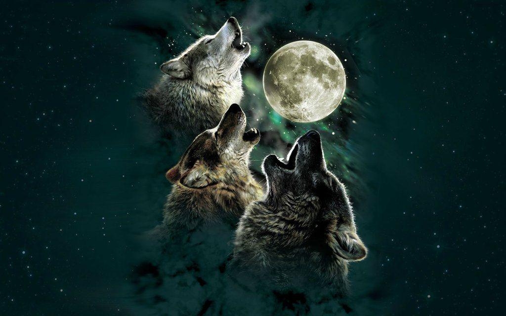 1030x640 Wolves Howling Wallpaper HD. coolstyle wallpaper, Desktop