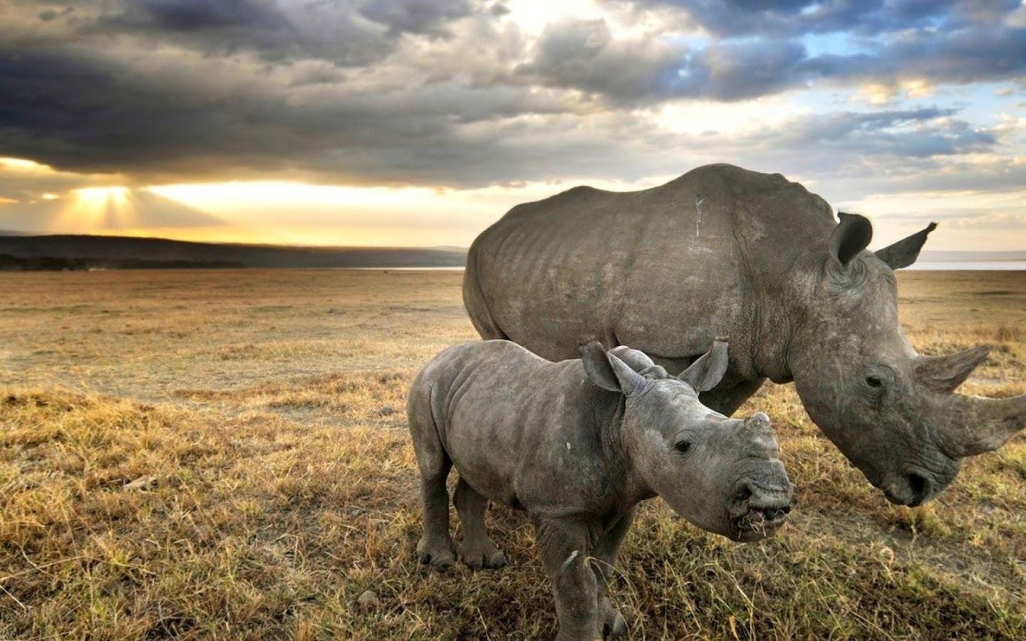 1440x900 Rhino Wallpaper Apps on Google Play, Desktop