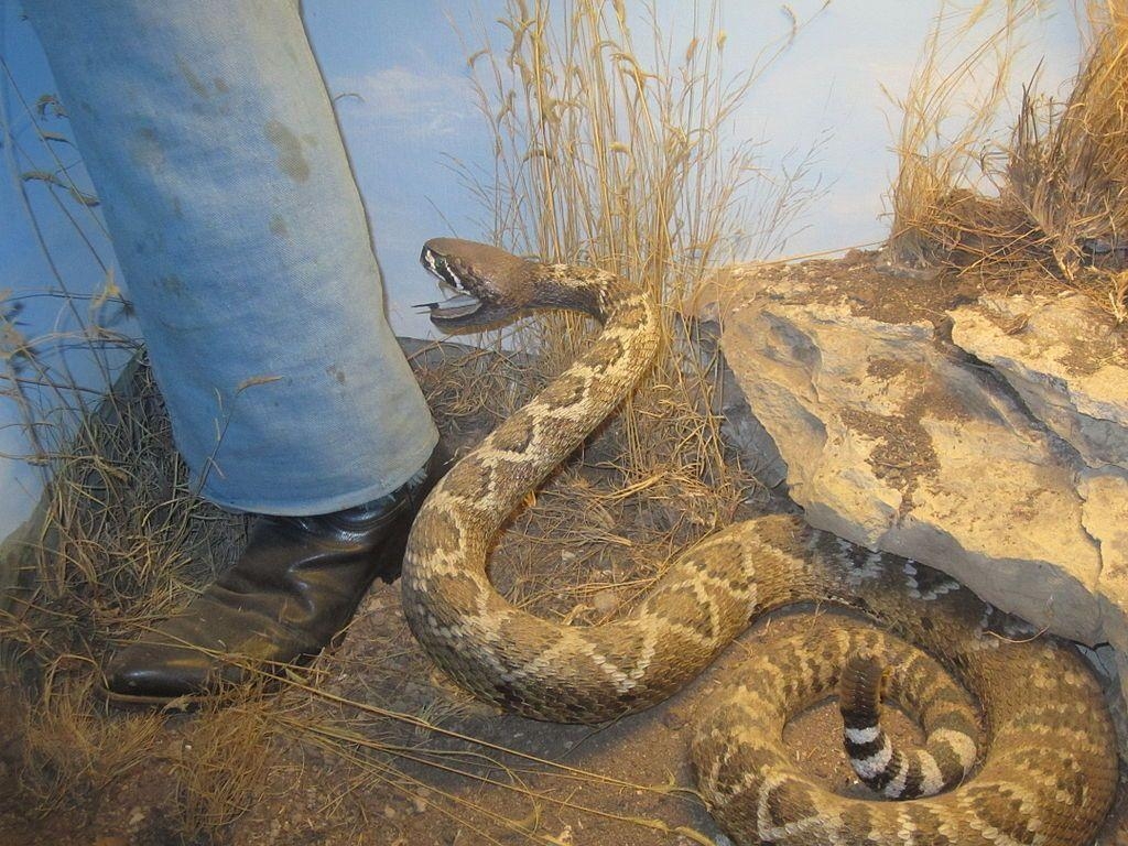 1030x770 Rattlesnake, Witte Museum, San Antonio, TX IMG, Desktop