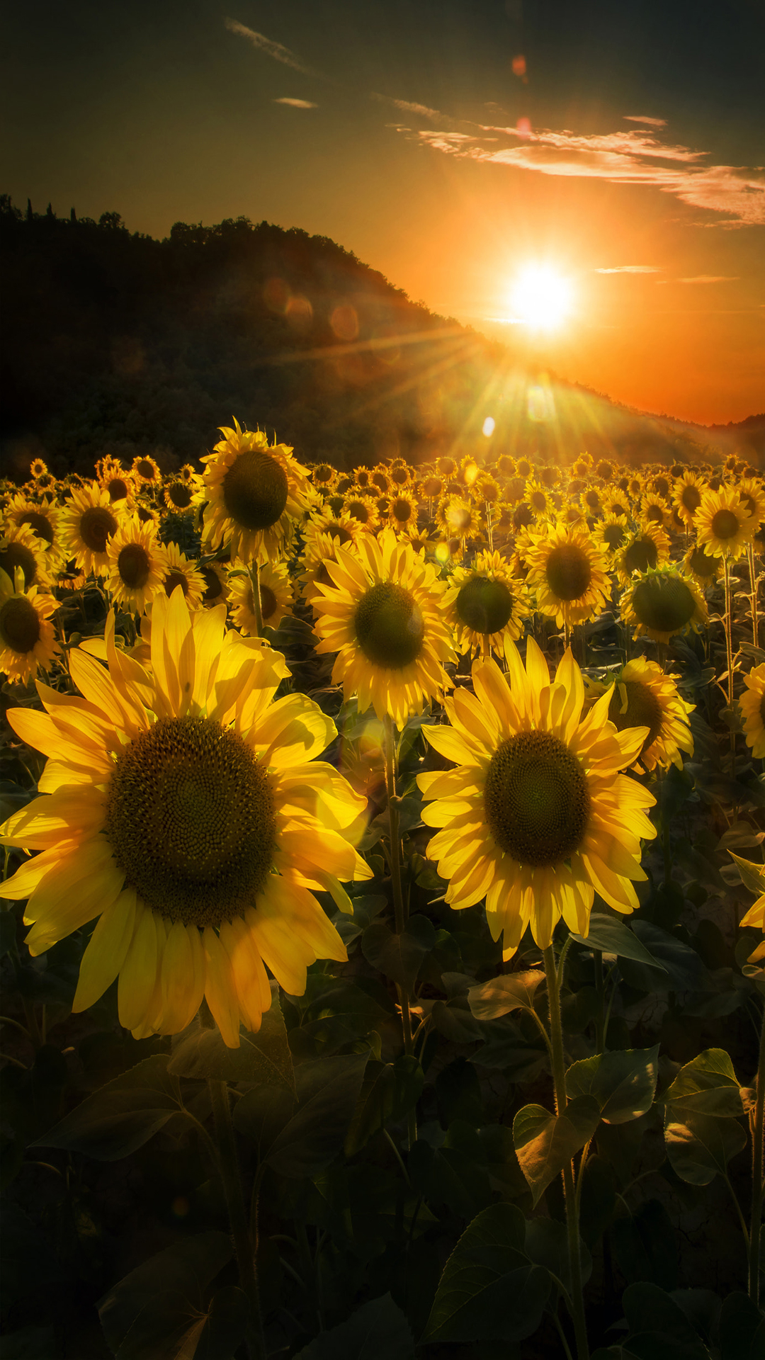 1080x1920 Sunflowers at sunset iPhone Wallpaper, Phone