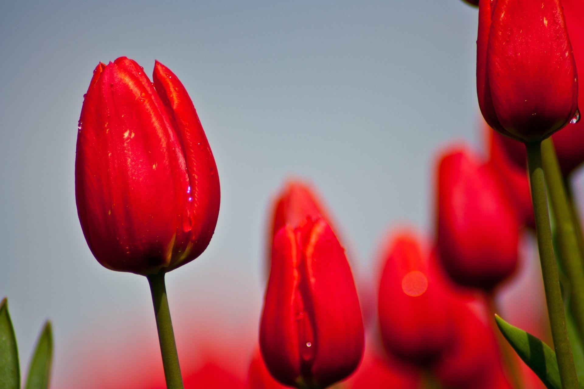 1920x1280 Single Red Tulip Wallpaper, Desktop