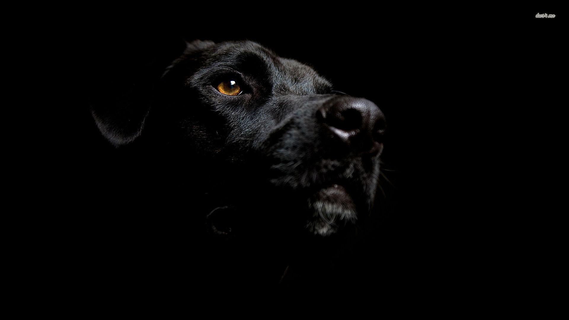 1920x1080 Fonds d&;écran Labrador, tous les wallpaper Labrador, Desktop