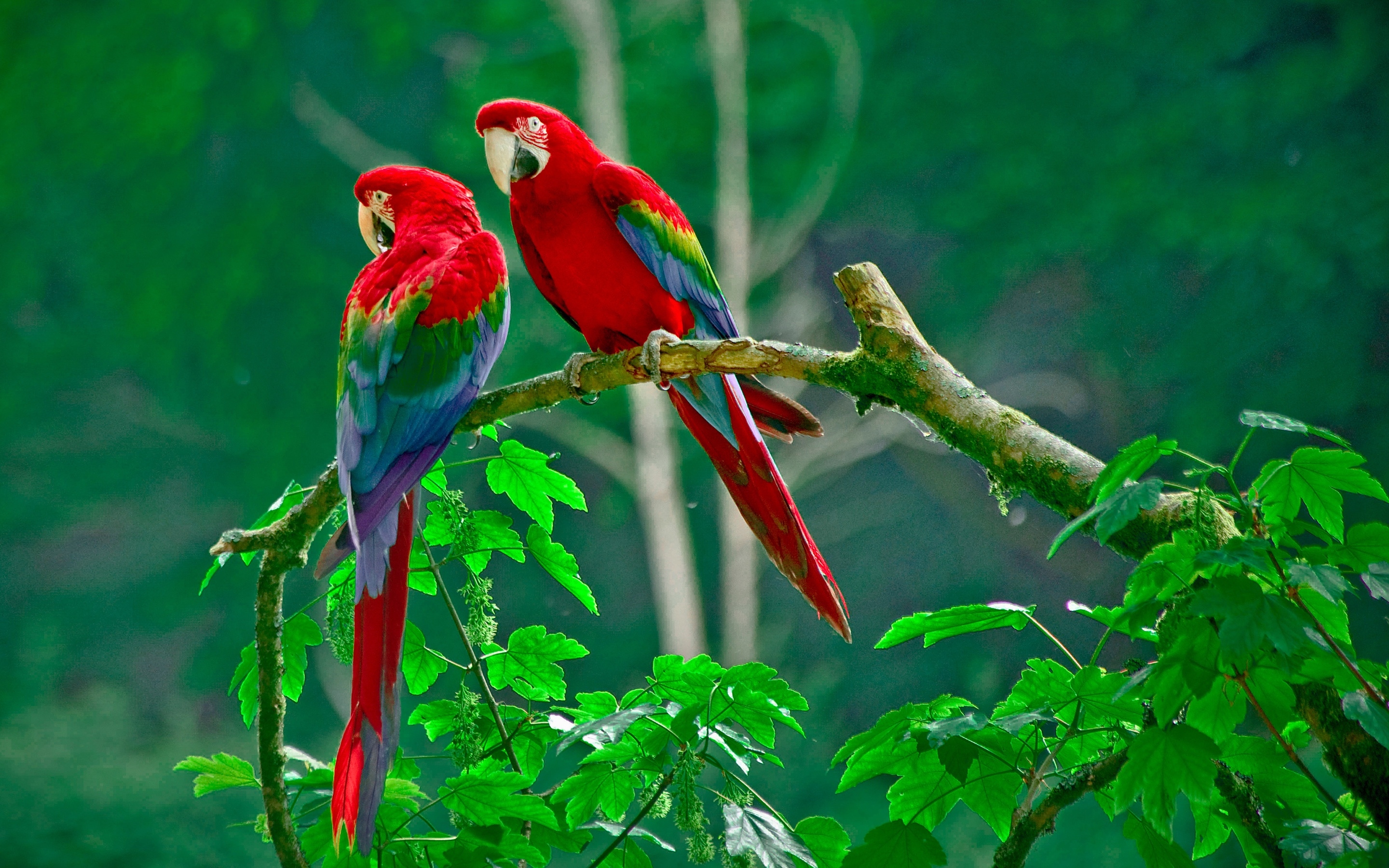 2880x1800 Macaw Wallpaperx1800, Desktop