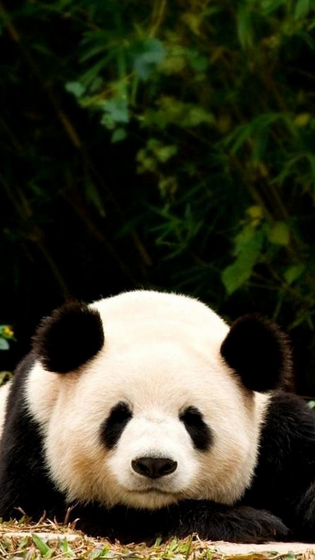 1080x1920 Cute Baby Panda iPhone Wallpaper Fresh Panda Wallpaper iPhone 7, Phone