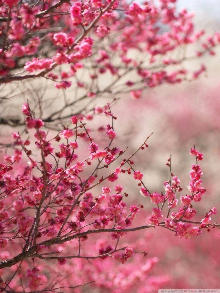 770x1030 Sakura Cherry Blossom ❤ 4K HD Desktop Wallpaper for 4K, Phone