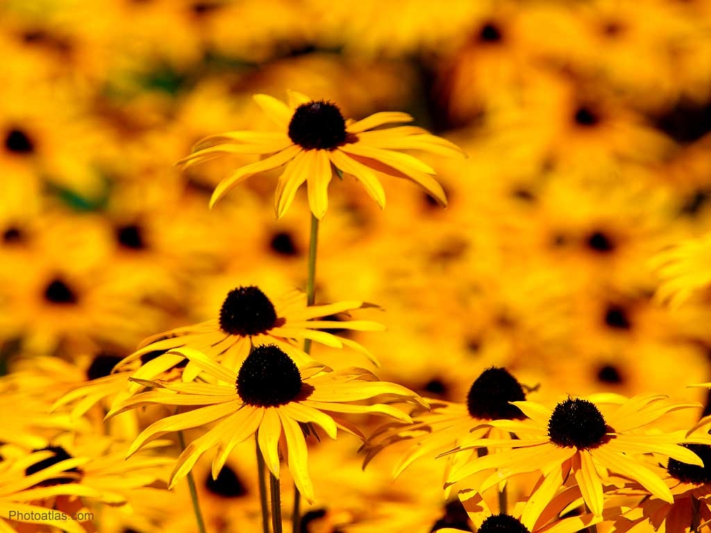 1030x770 Download Yellow Flowers High Definition Wallpaper Full, Desktop