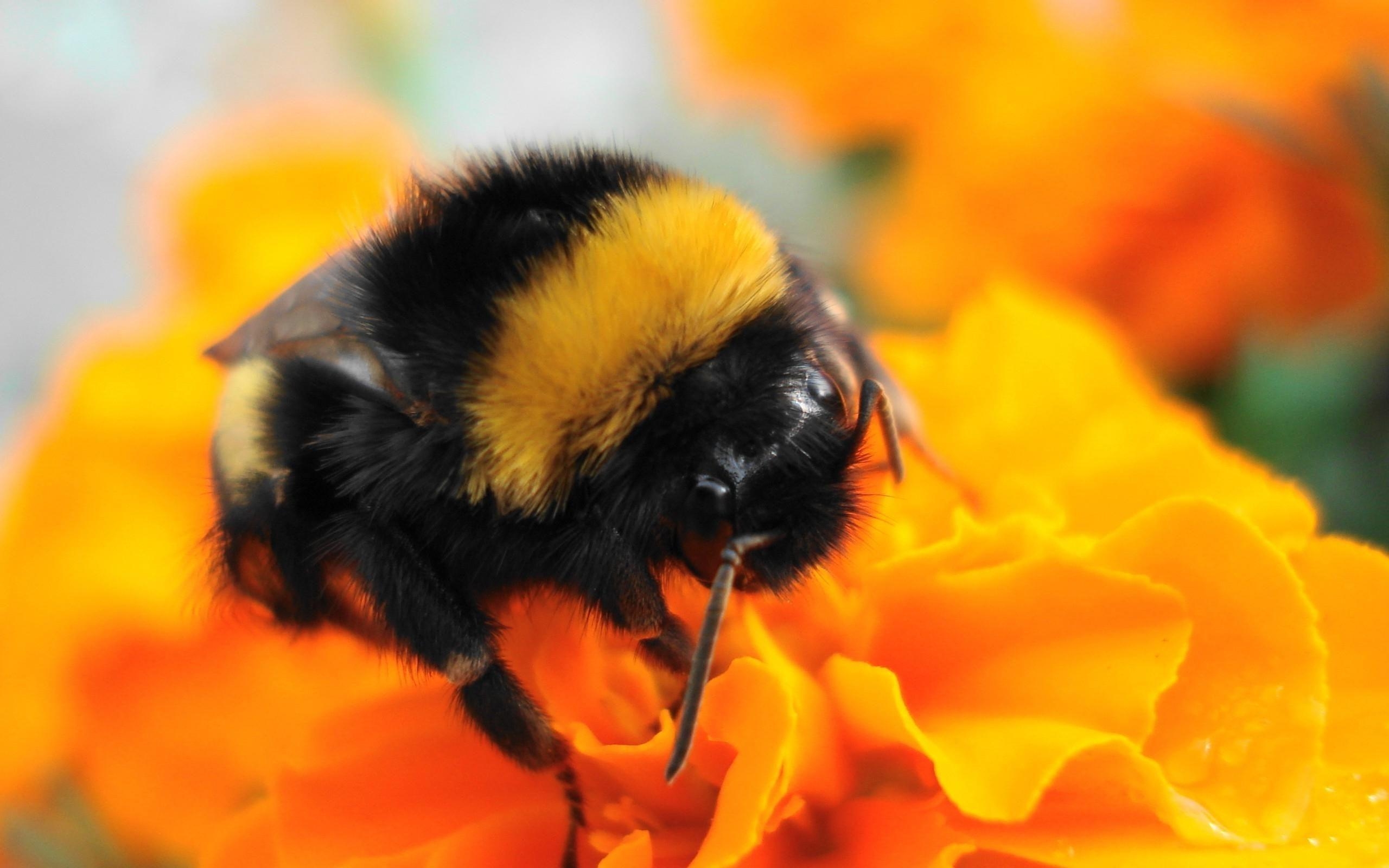 2560x1600 Pics For > Bumble Bee Insect Wallpaper. Bumble bee insect, Desktop