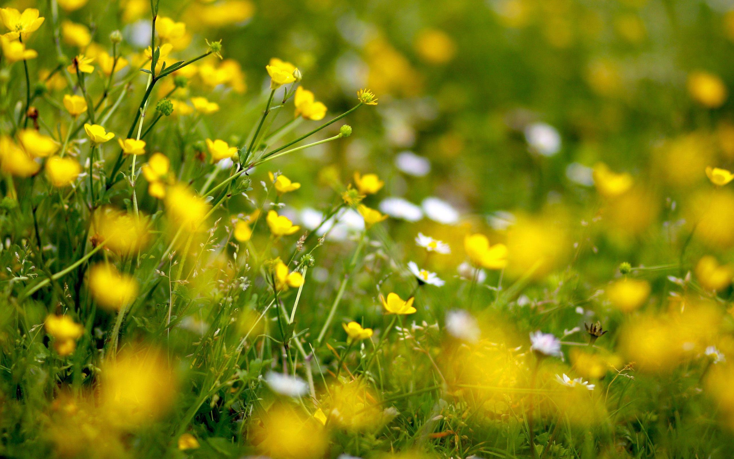 2560x1600 Meadow Wallpaper HD, Desktop